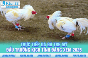 Trực Tiếp Đá Gà Tre Mỹ - Đấu Trường Kịch Tính Đáng Xem 2025