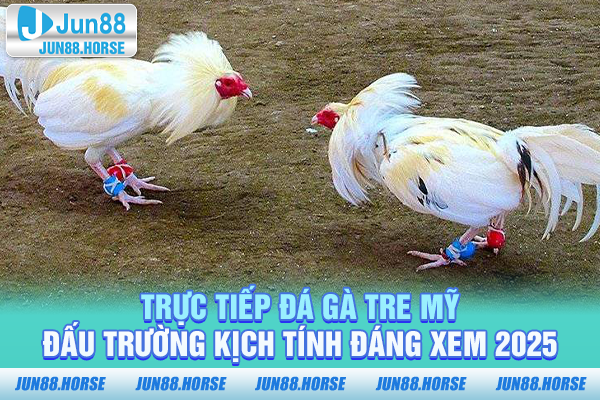 Trực Tiếp Đá Gà Tre Mỹ - Đấu Trường Kịch Tính Đáng Xem 2025